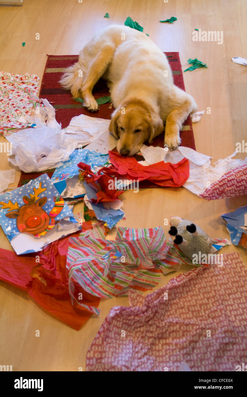 Pet Golden Retriever opens presents during Christmas Stock Photo