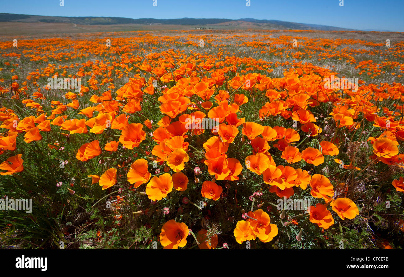 Poppy field in the Antelope Valley California Poppy Reserve in