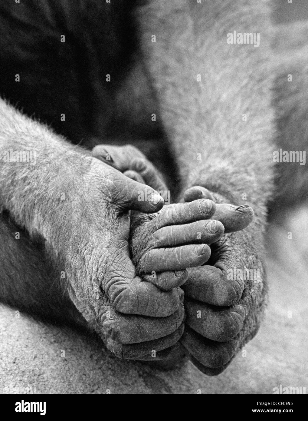 Ape holding feet with hands at San Diego Zoo, California, USA Stock Photo