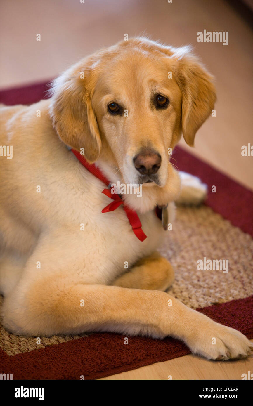 Portrait of young golden retriever at home Stock Photo