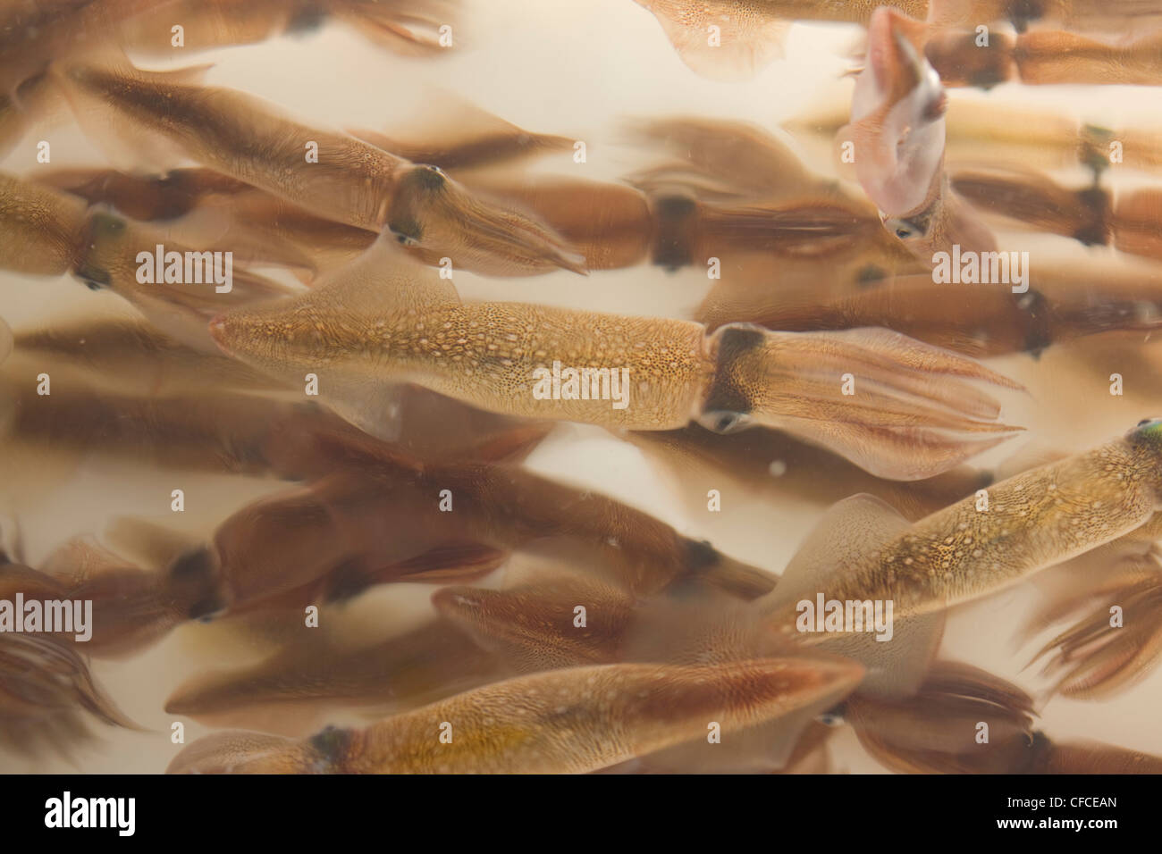 squid swimming in bait tank Stock Photo