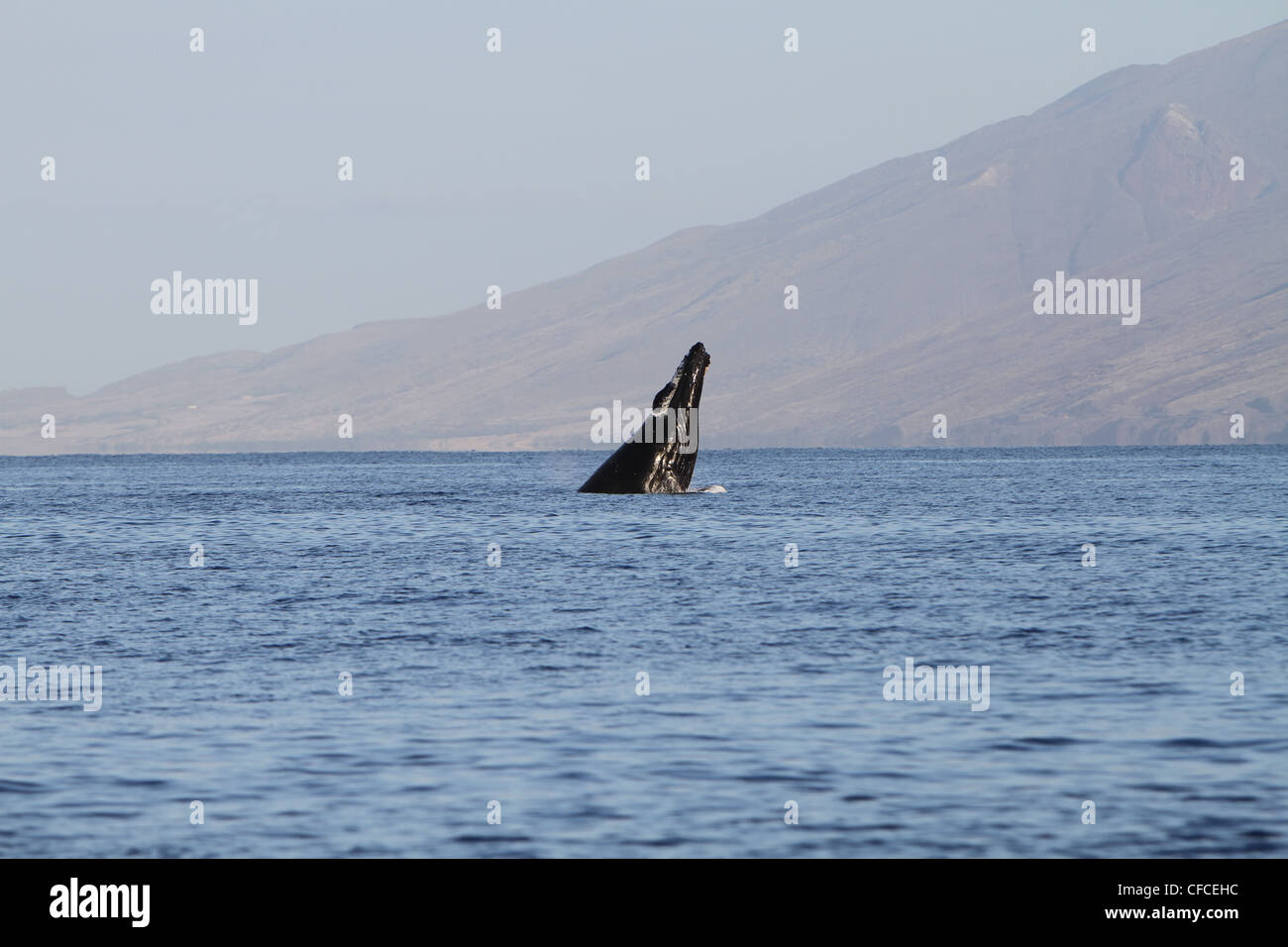 humpback whale breaching off the Maui coastline, Hawaii Stock Photo - Alamy