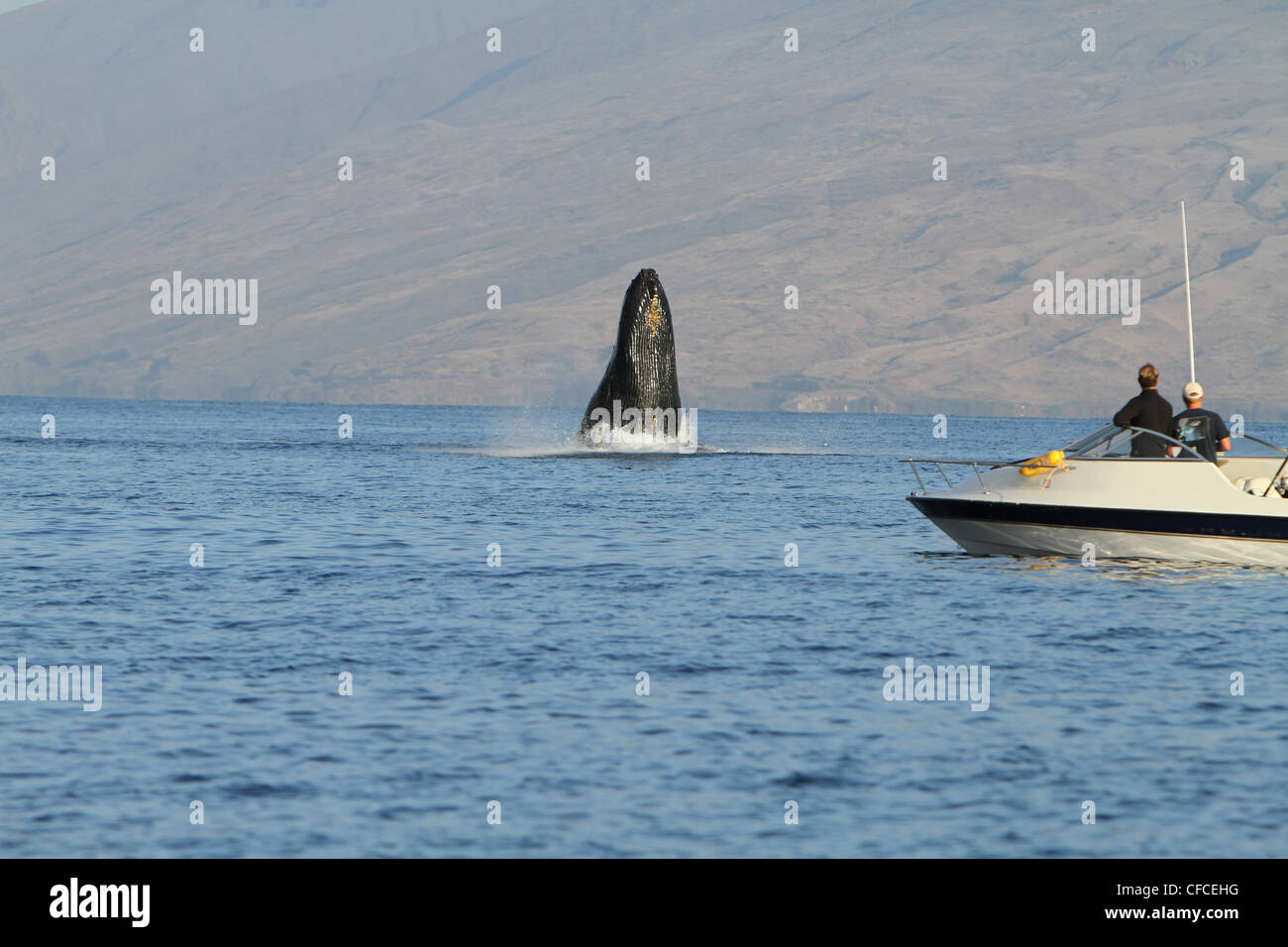 Humpback Whale Breaching Hawaii High Resolution Stock Photography and ...