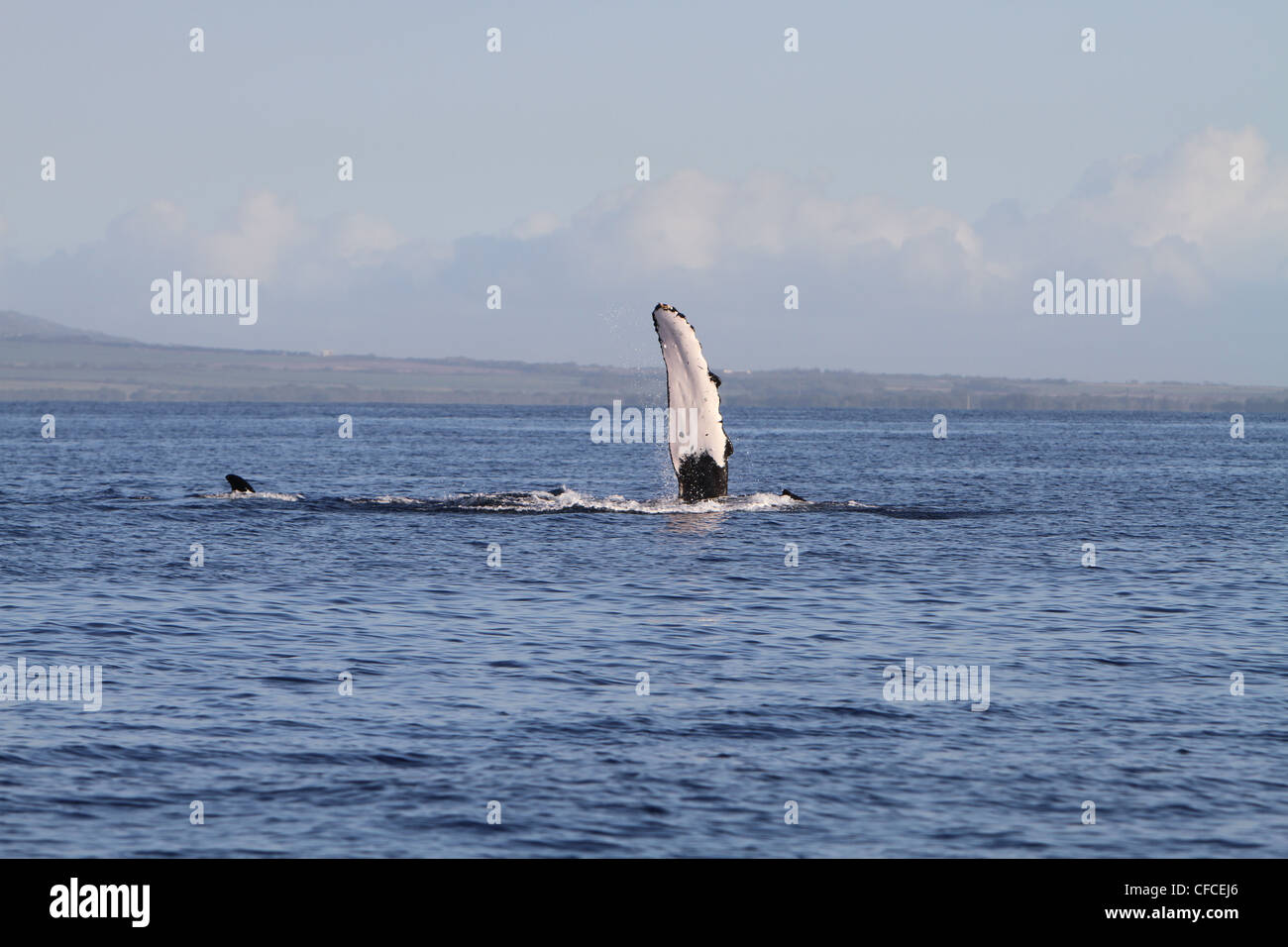 Humpback whale maui hawaii hi-res stock photography and images - Alamy