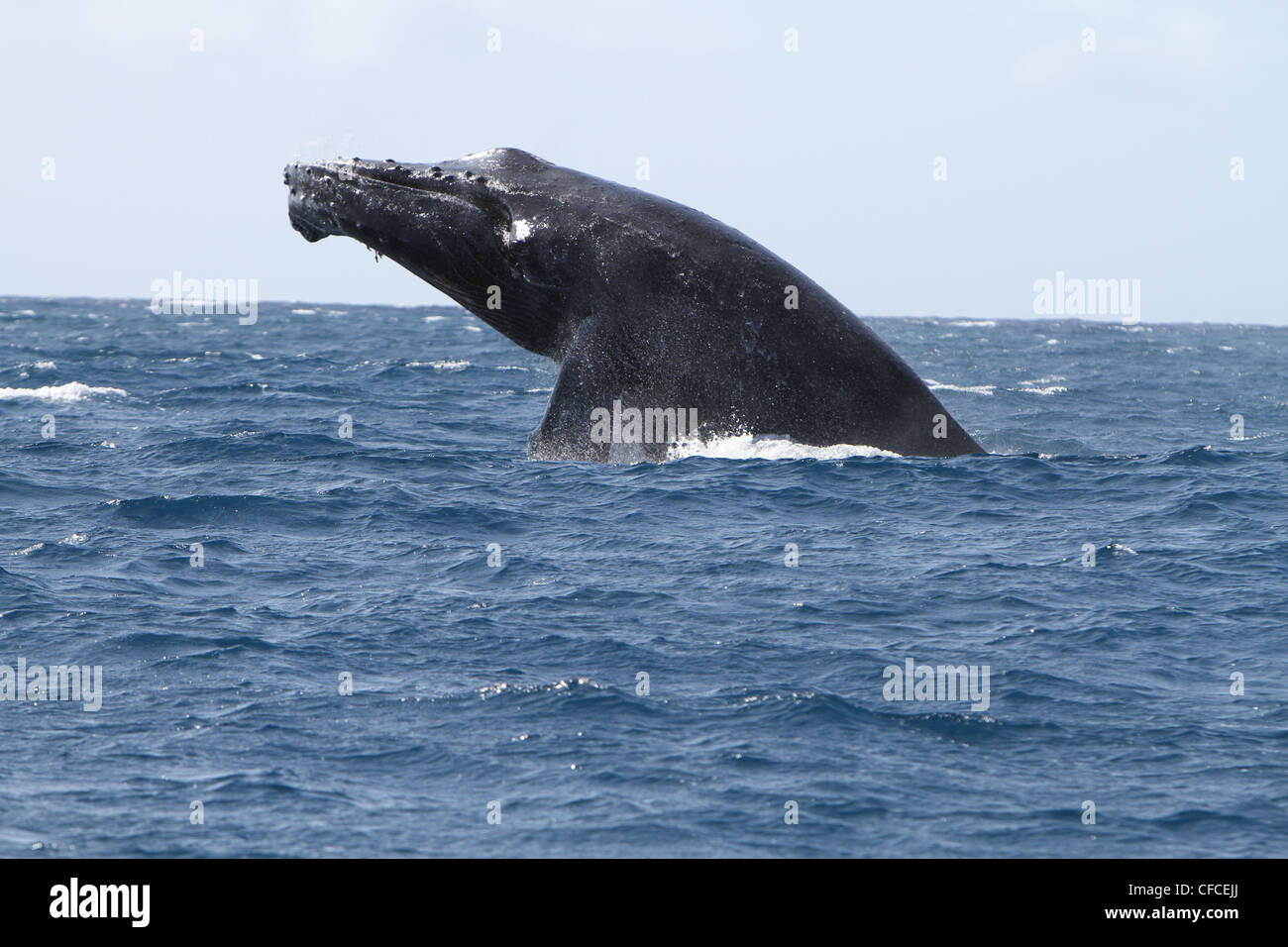Humpback whale breaching in the waters near Maui, Hawaii Stock Photo ...