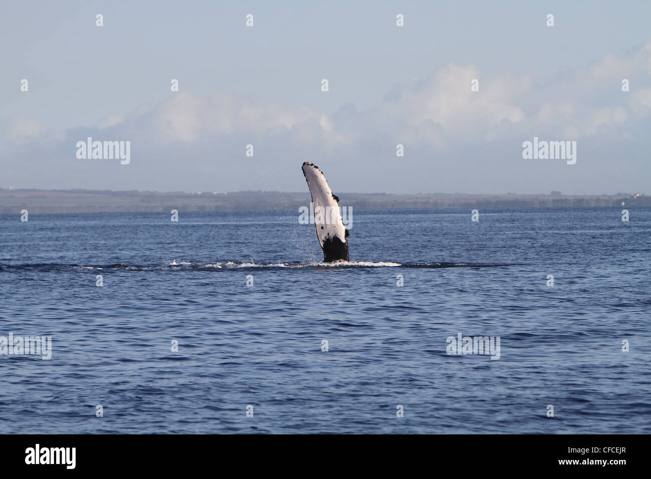 Humpback whale off Maui coast of Hawaii displaying fluke Stock Photo ...