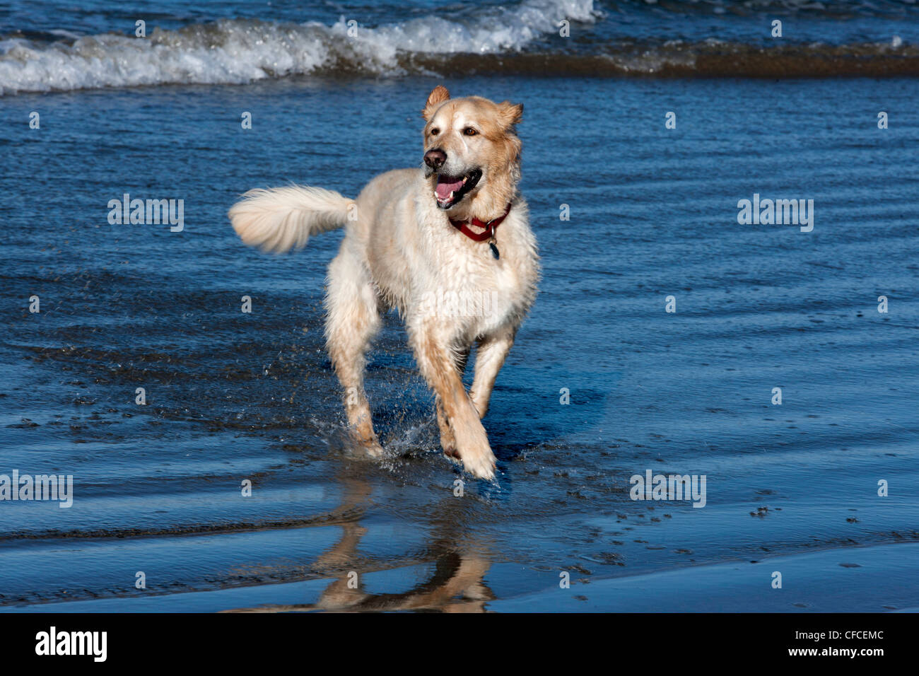 Excited Golden Retriever runs in ocean surf Stock Photo