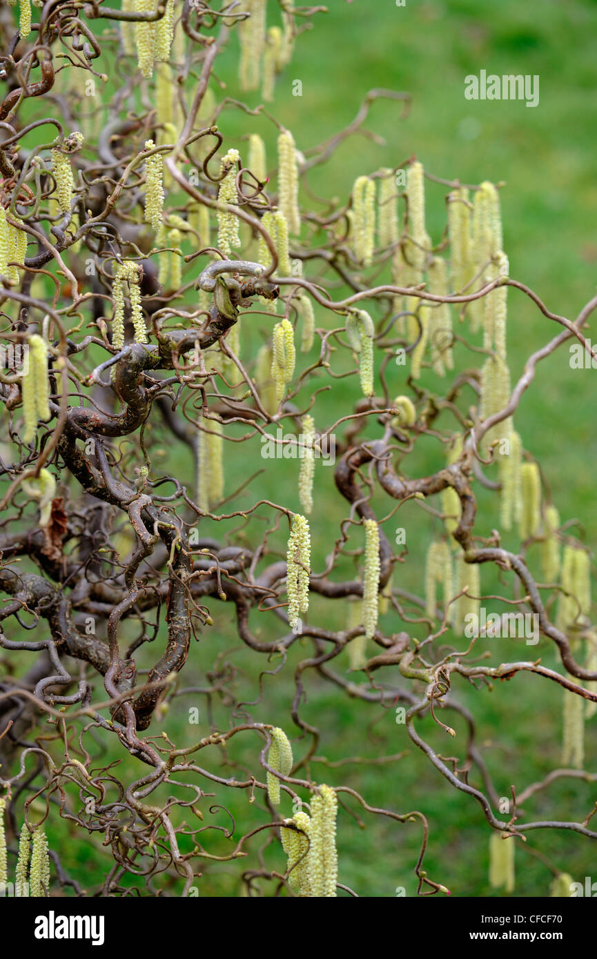 Twisted hazel branch hires stock photography and images Alamy