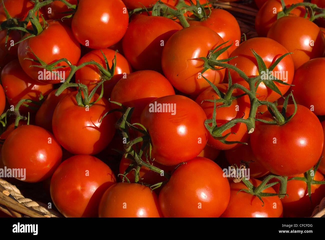 Tomatoes Tomato Stock Photo