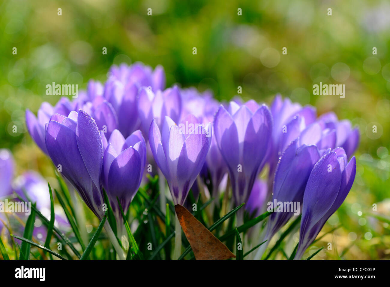 Small clump of crocuses in bloom in grass, UK, March Stock Photo