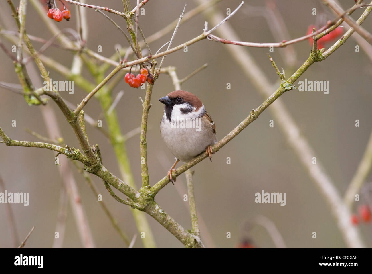 Tree Sparrow Passer Montanus Perching on Branch among Red Berries Stock Photo