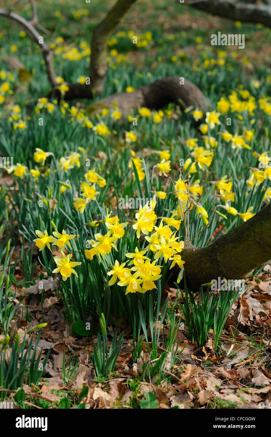 Drift of naturalised daffodils growing amongst fallen tree branch Stock Photo Alamy