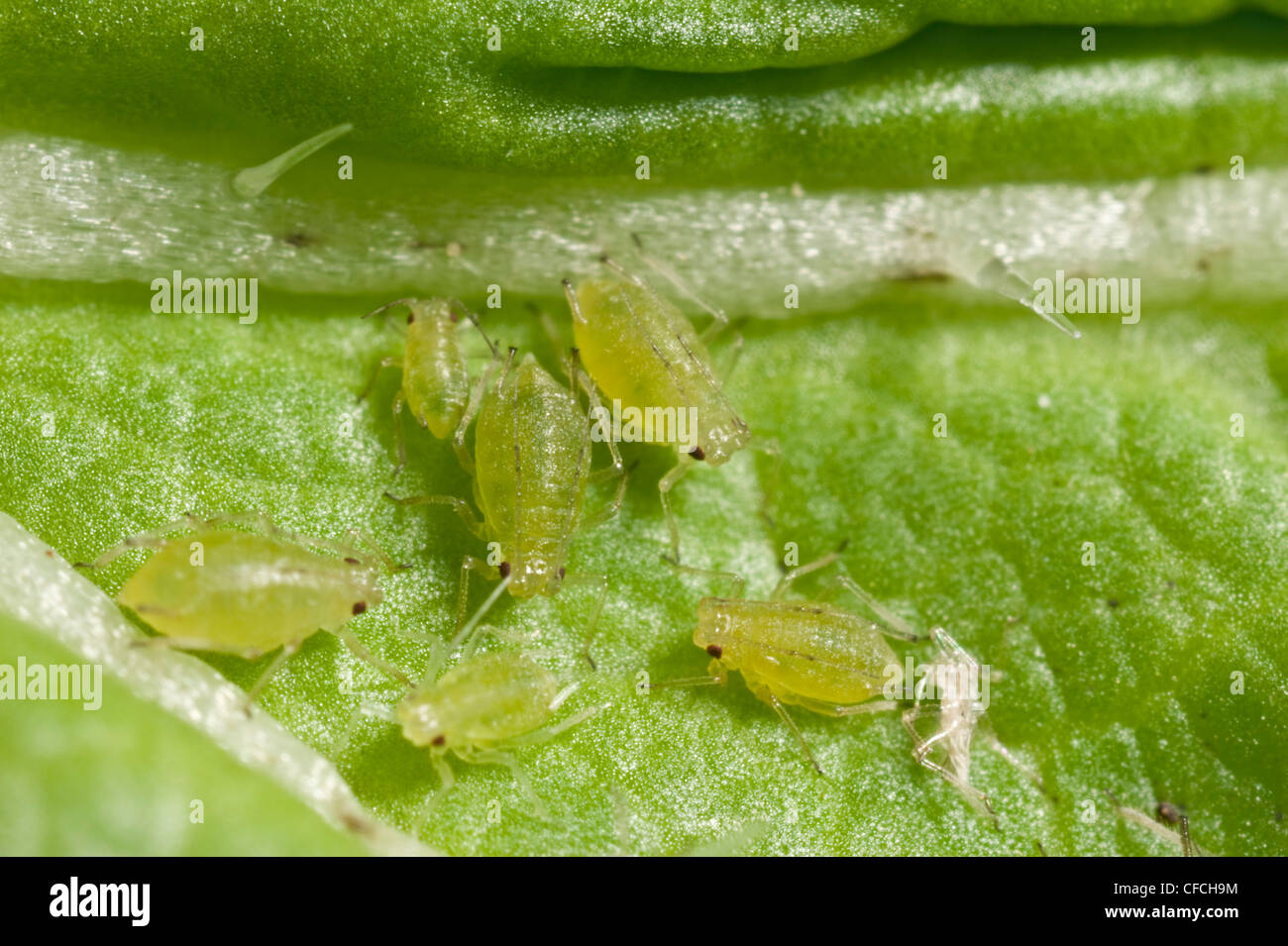 Green Peach aphids Stock Photo Alamy