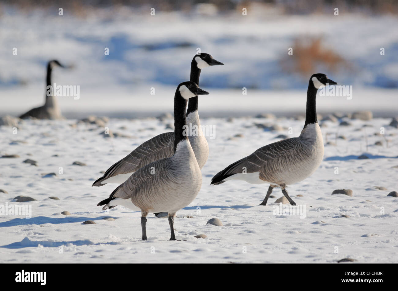 Four Canada Geese (Branta canadensis) walking on snow. Stock Photo