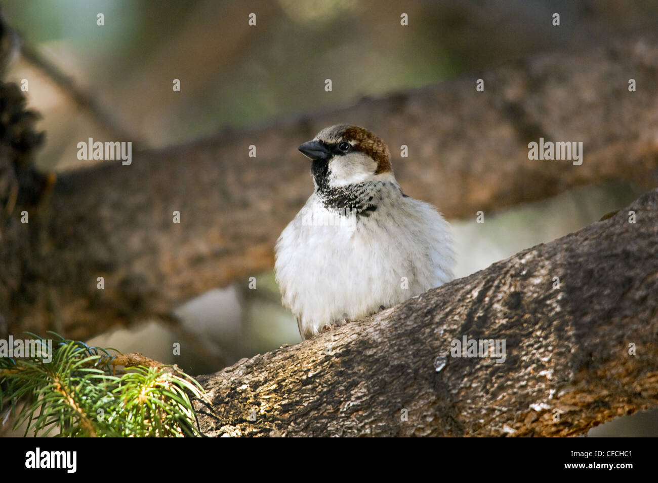 A House Sparrow (Passer domesticus) sitting on a tree branch. Stock Photo