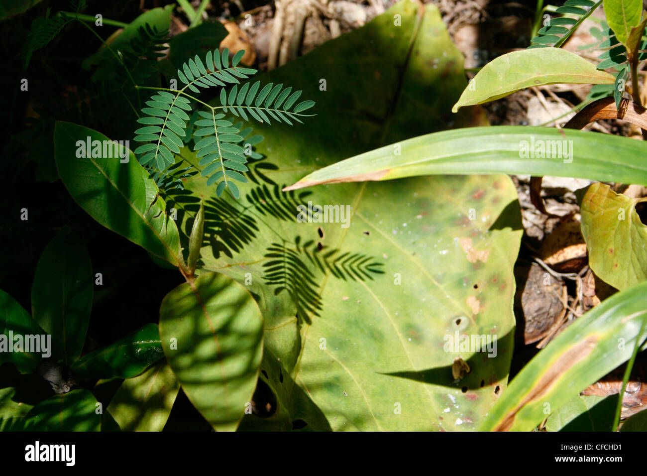 Jungle floor hi-res stock photography and images - Alamy