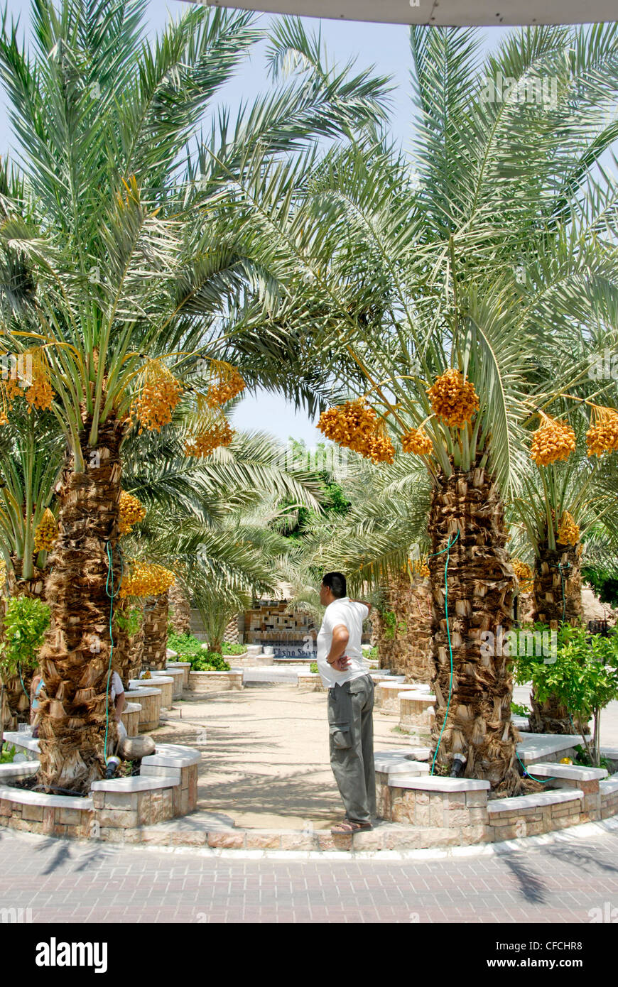 Date Palm trees in Jericho, West Bank, Israel Stock Photo Alamy