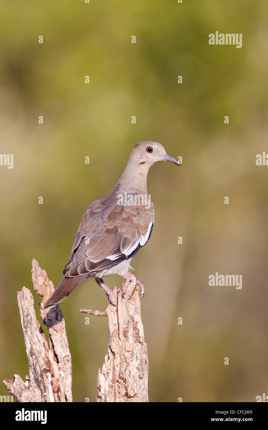 White-winged Dove, Zenaida asiatica, on tree branch. Stock Photo