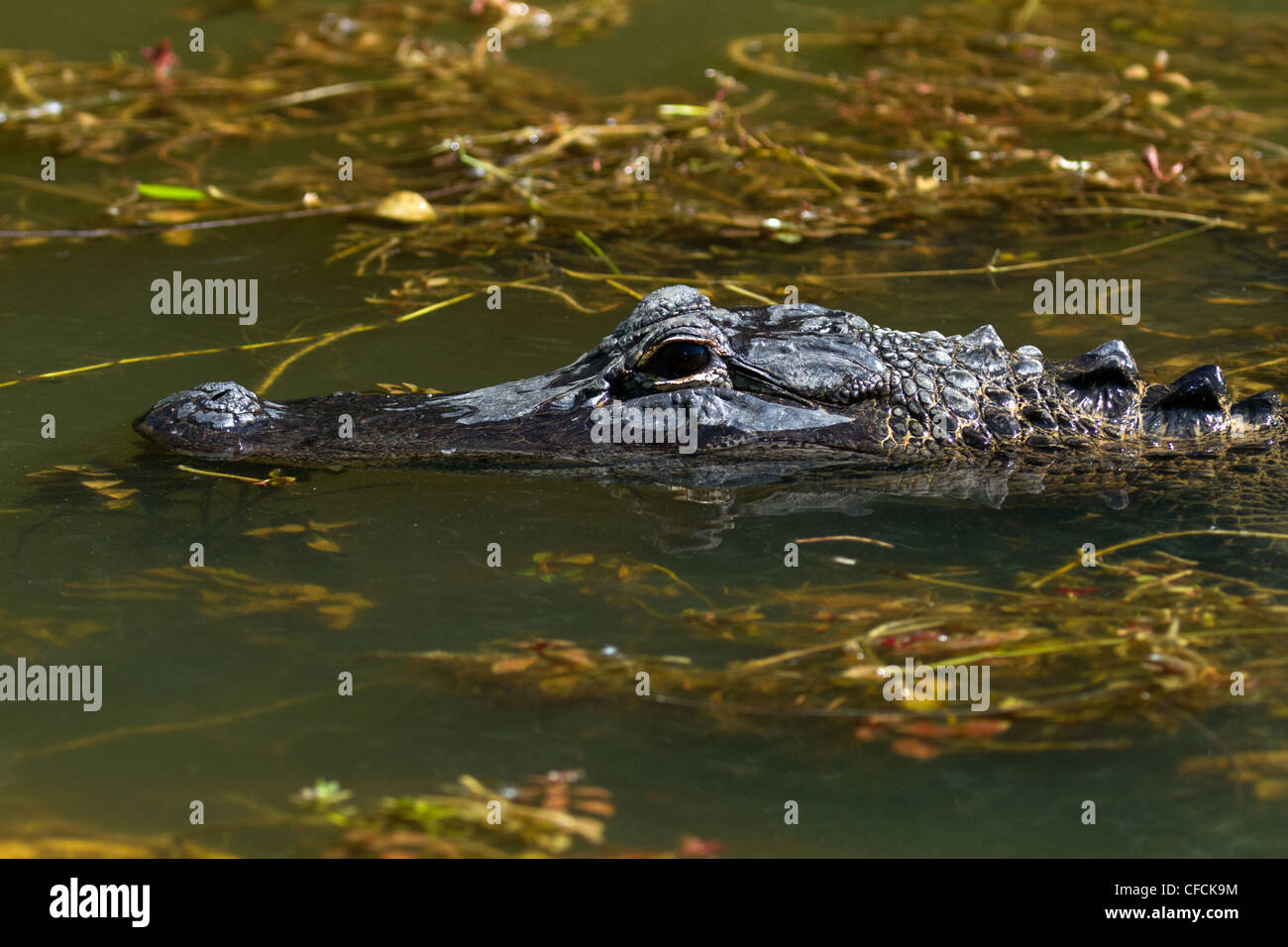 American alligator (Alligator mississippiensis) in the water. Stock Photo