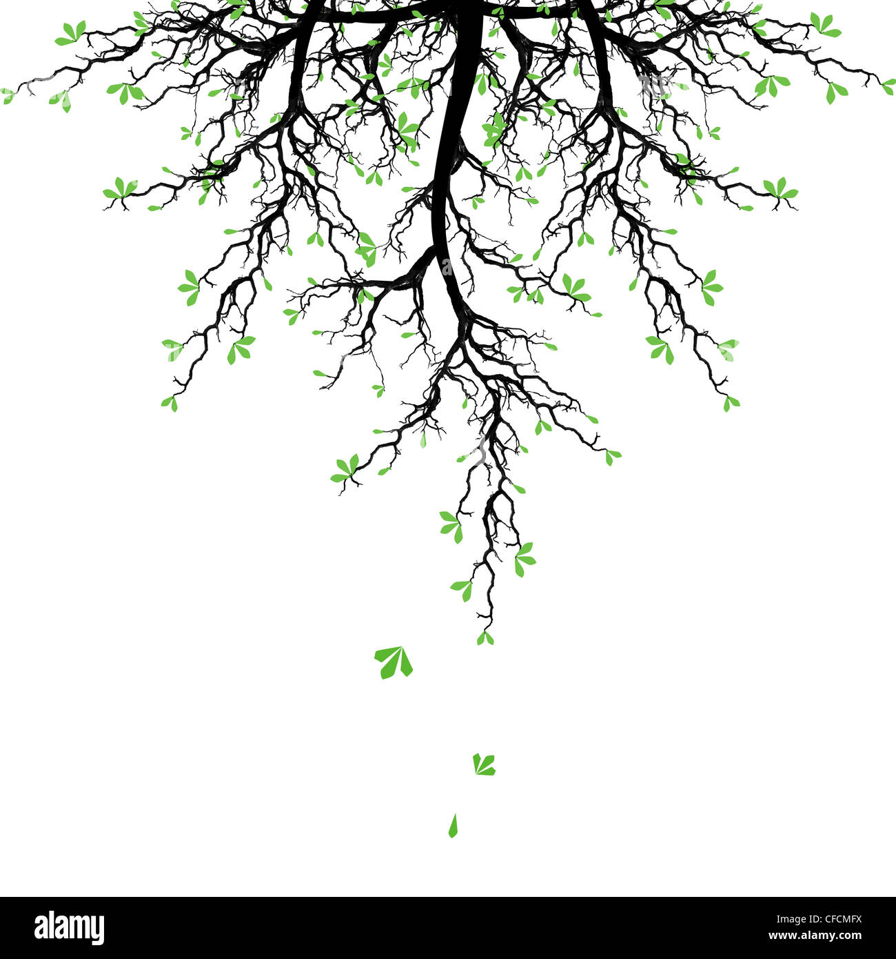 Beautiful spring tree isolated on white background Stock Photo - Alamy