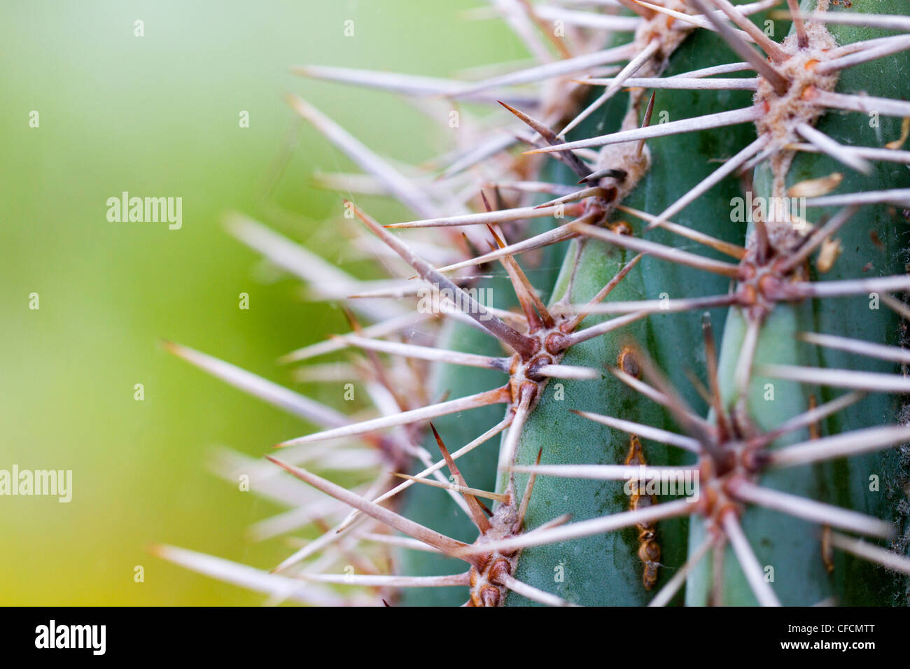 Cactus Spines; close up Stock Photo