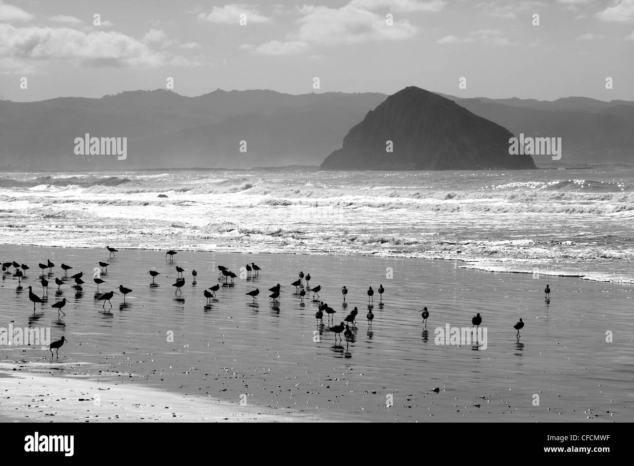Various Shorebirds and Morro Rock Stock Photo