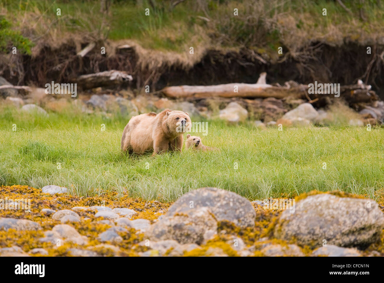 Cubbie bear hi-res stock photography and images - Alamy