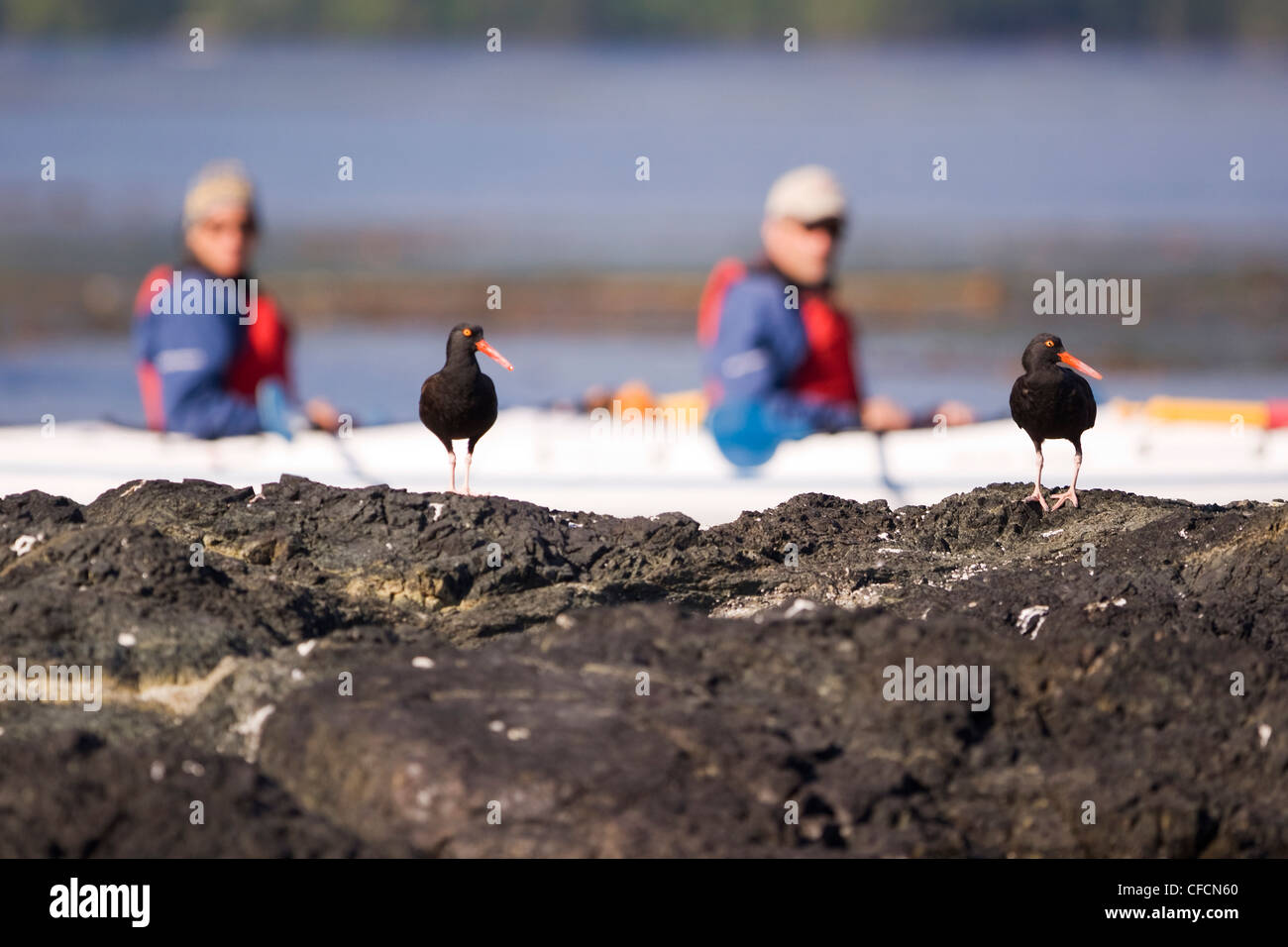 Oystercatchers  make presence known all including Stock Photo