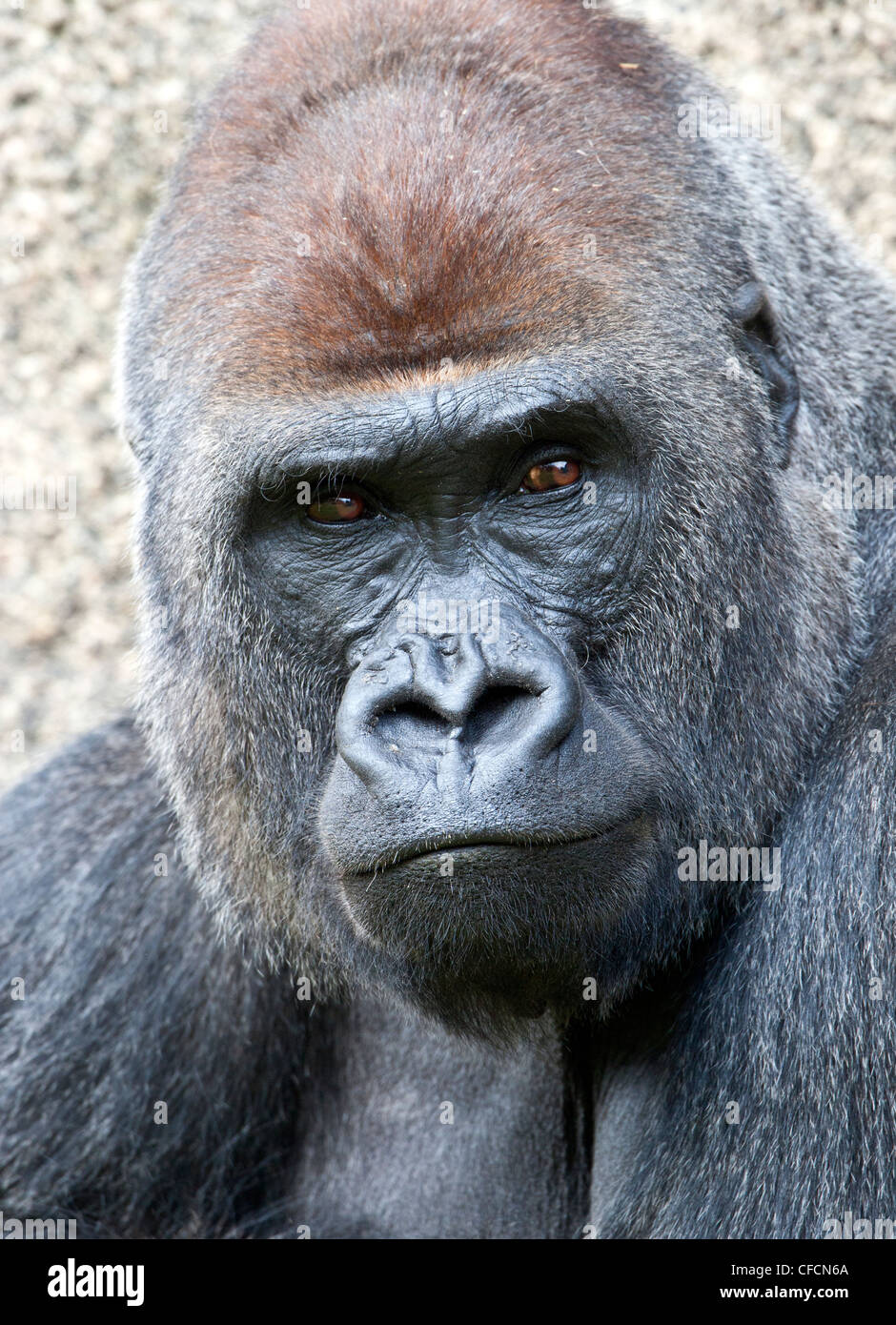 Silverback Gorilla Face Stock Photos & Silverback Gorilla ...