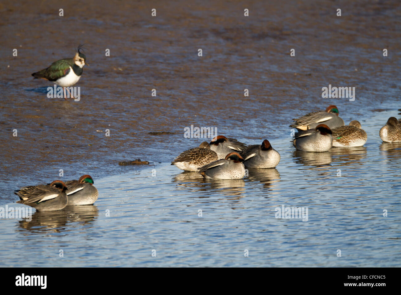 Teal; Anas crecca; with lapwing; Cornwall; UK Stock Photo