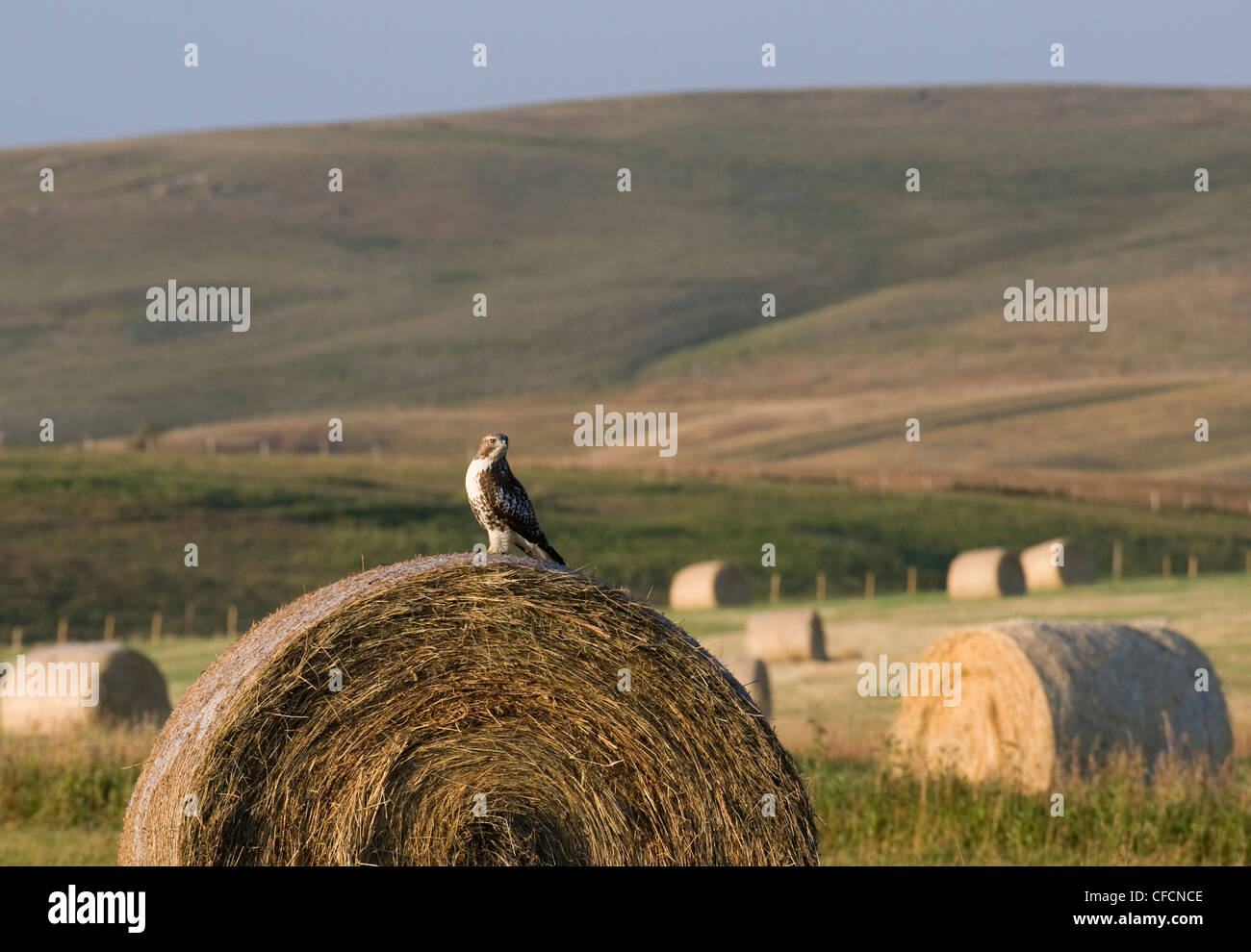 Rough-legged Hawk Buteo lagopus preying almost Stock Photo