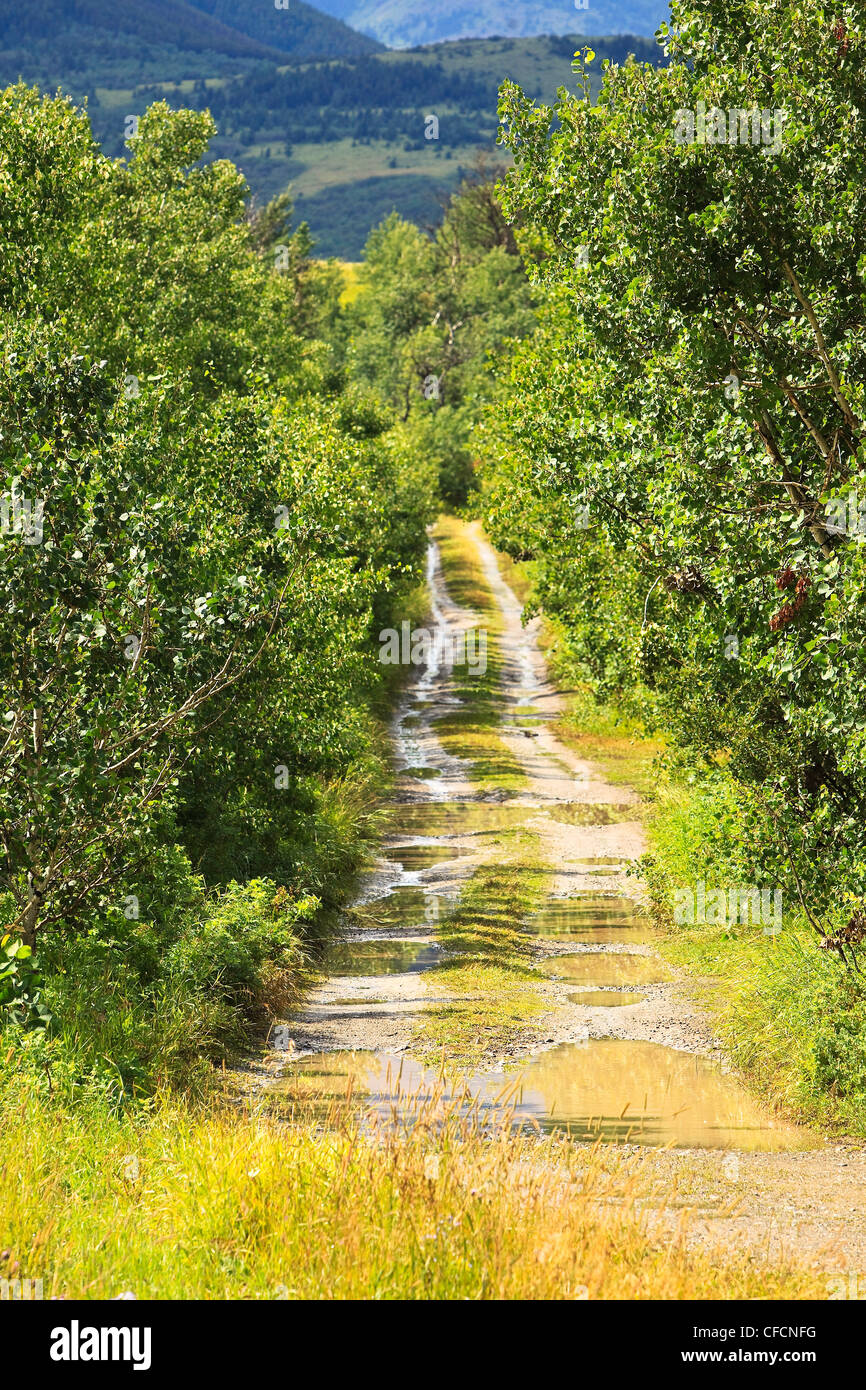 Rough rural road with water filled potholes. Near Waterton Lakes National Park, Alberta, Canada. Stock Photo