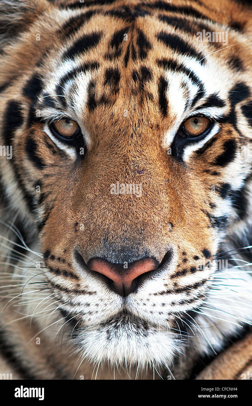 Tiger Face close up Stock Photo - Alamy