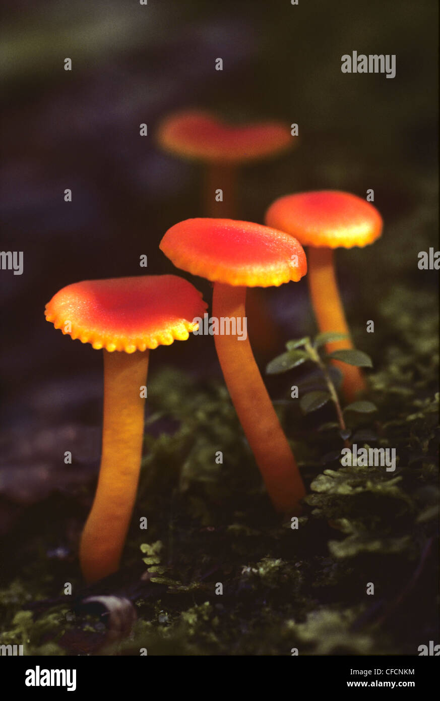 Mushrooms (Hygrophorus miniatus), Ontario, Canada Stock Photo