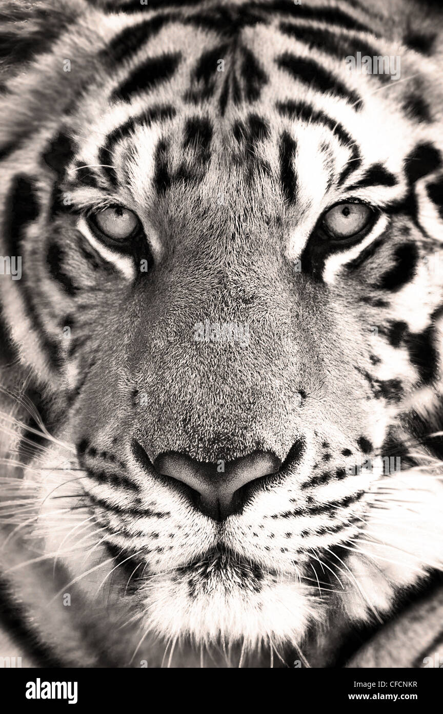 Rostro de tigre - tiger face