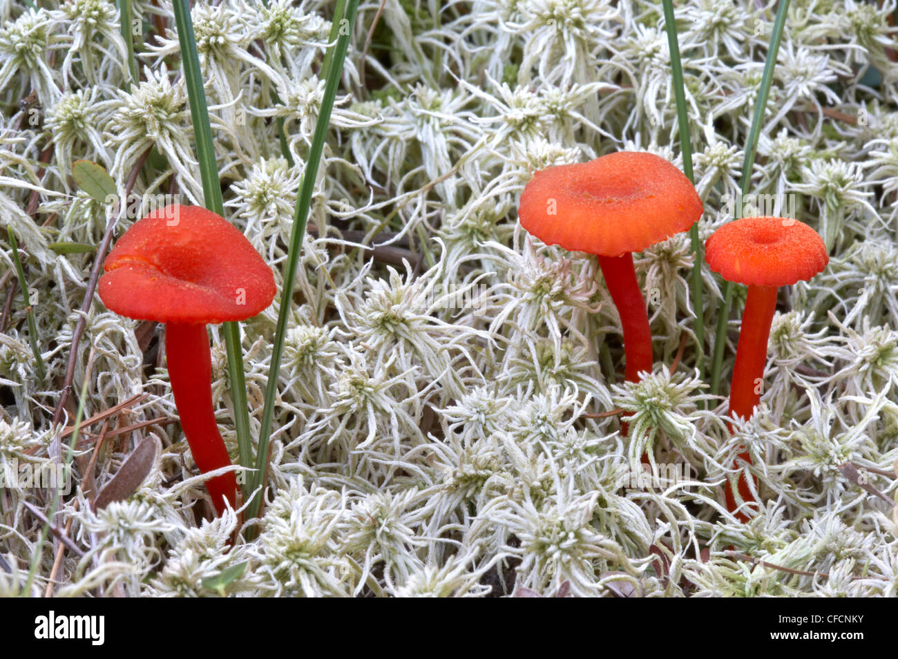 Mushrooms (Hygrophorus miniatus) in peatmoss, Georgian Bay, Ontario Stock Photo