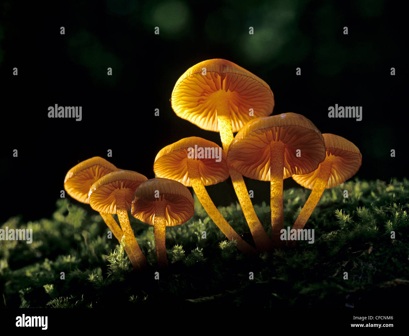 Mushrooms, Ontario, Canada Stock Photo Alamy