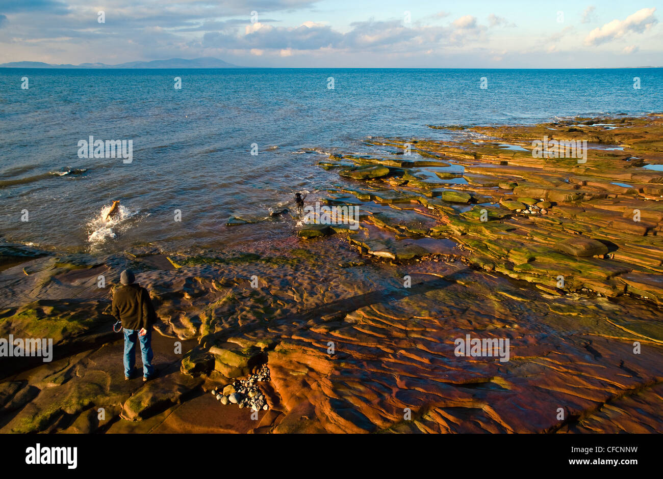 Man and dogs on rocky shoreline at Maryport, Cumbria, looking across the Solway Firth to the hills of Galloway in Scotland Stock Photo