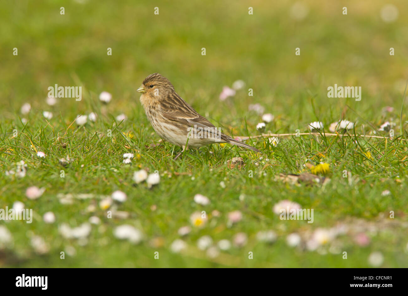 Twite in machair Stock Photo