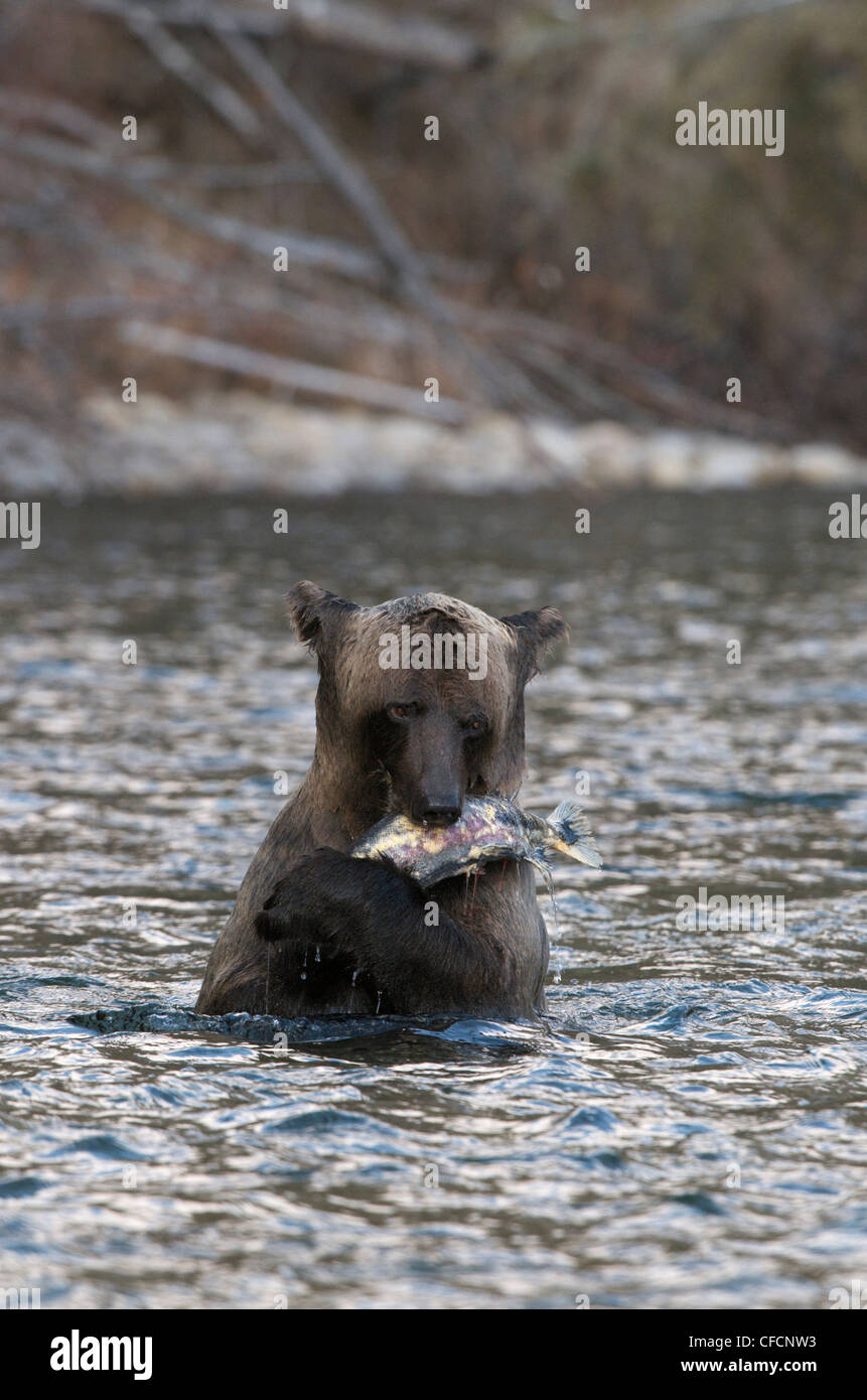 Yukon river fishing salmon hires stock photography and images Alamy