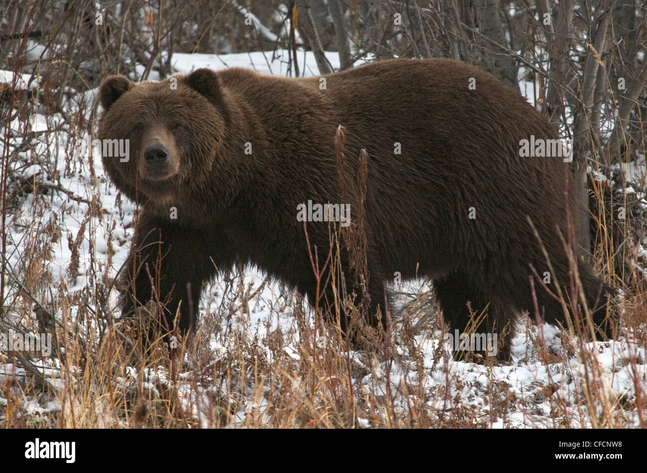 Grizzly Bear-Large Male (Ursus arctos) along Fishing Branch River, Ni'iinlii Njik Ecological Reserve, Yukon Territory, Canada Stock Photo