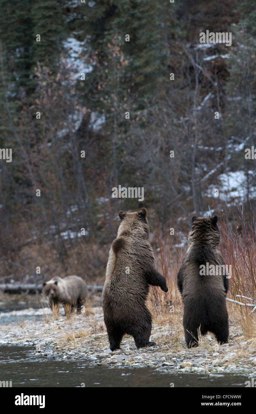 Grizzly Bear Ursus arctos standing-to locate Stock Photo