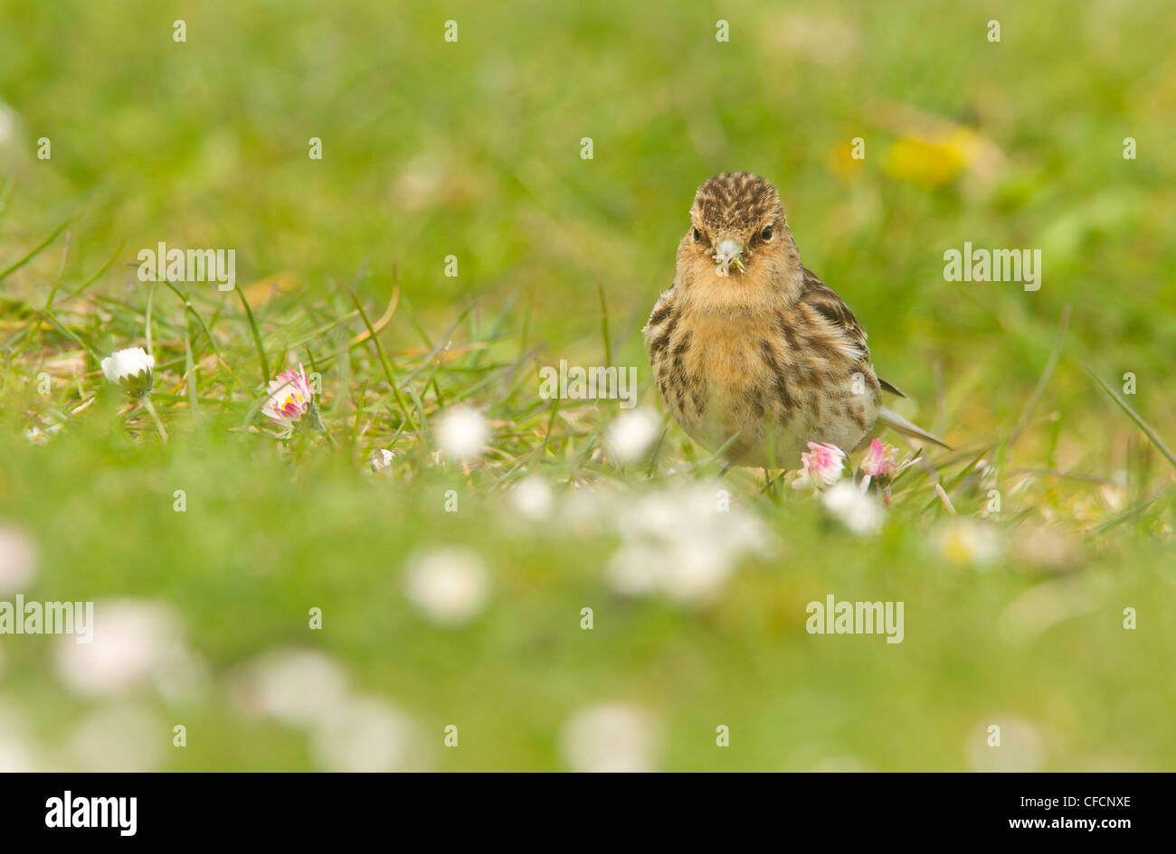 Twite in machair Stock Photo