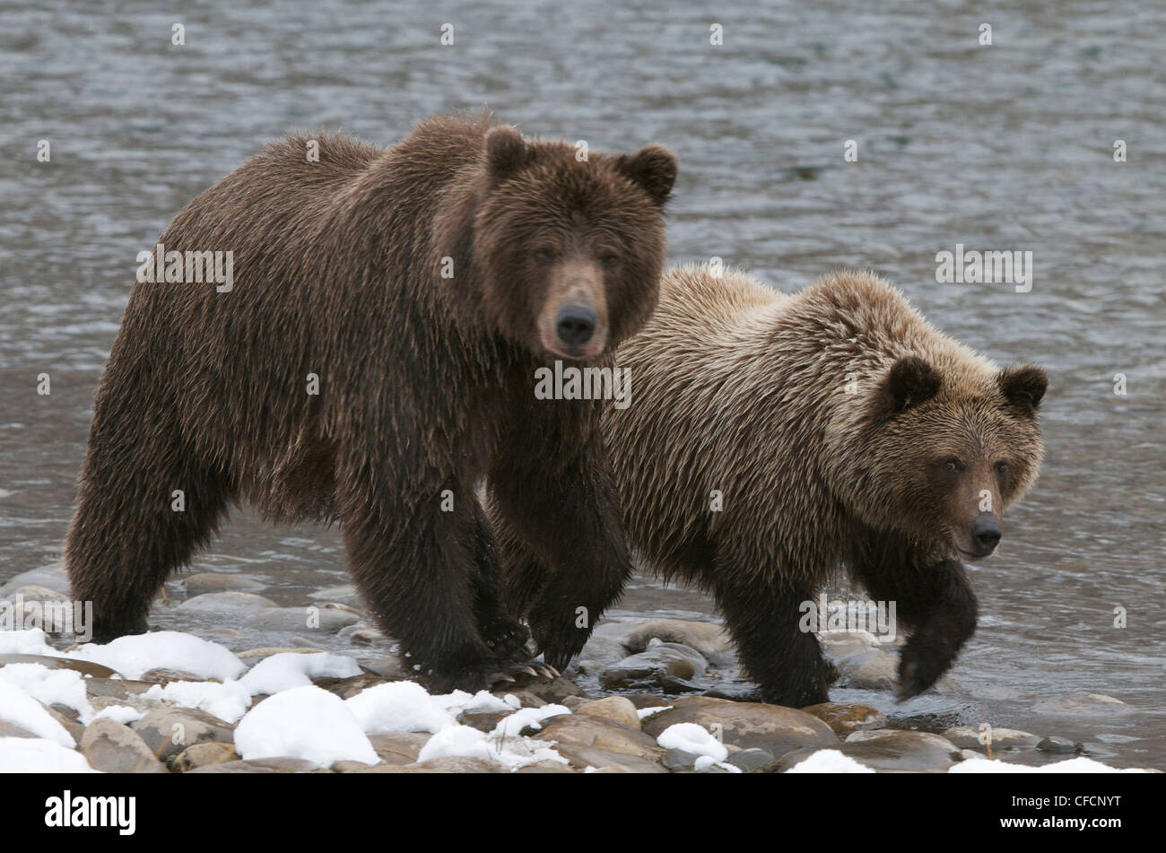 Grizzly Bear and 2nd year cub (Ursus arctos) on Fishing Branch River, Ni'iinlii Njik Ecological Reserve, Yukon Territory, Canada Stock Photo