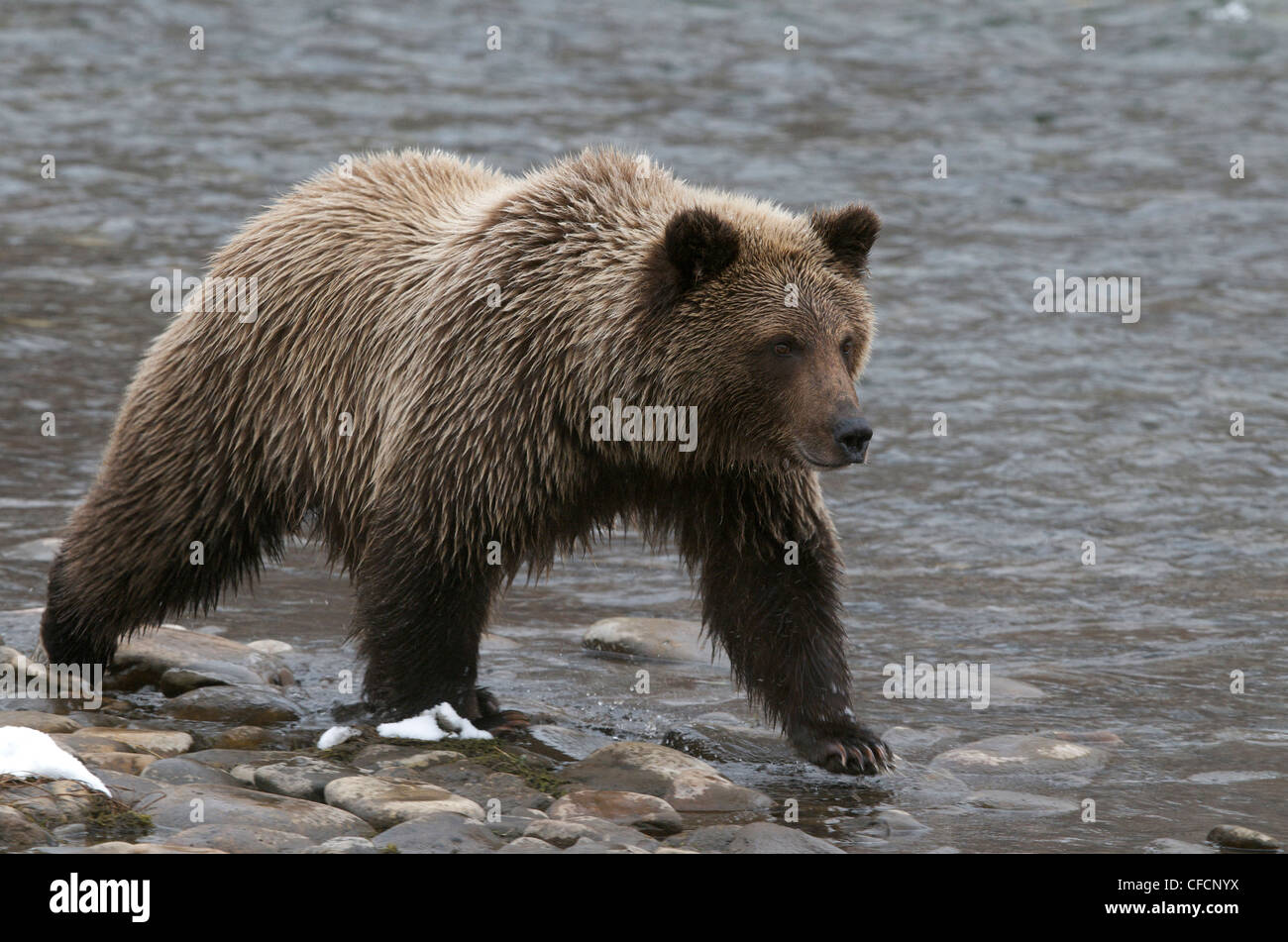 Grizzly Bear-2nd Year Cub (Ursus arctos) along Fishing Branch River, Ni'iinlii Njik Ecological Reserve, Yukon Territory, Canada Stock Photo