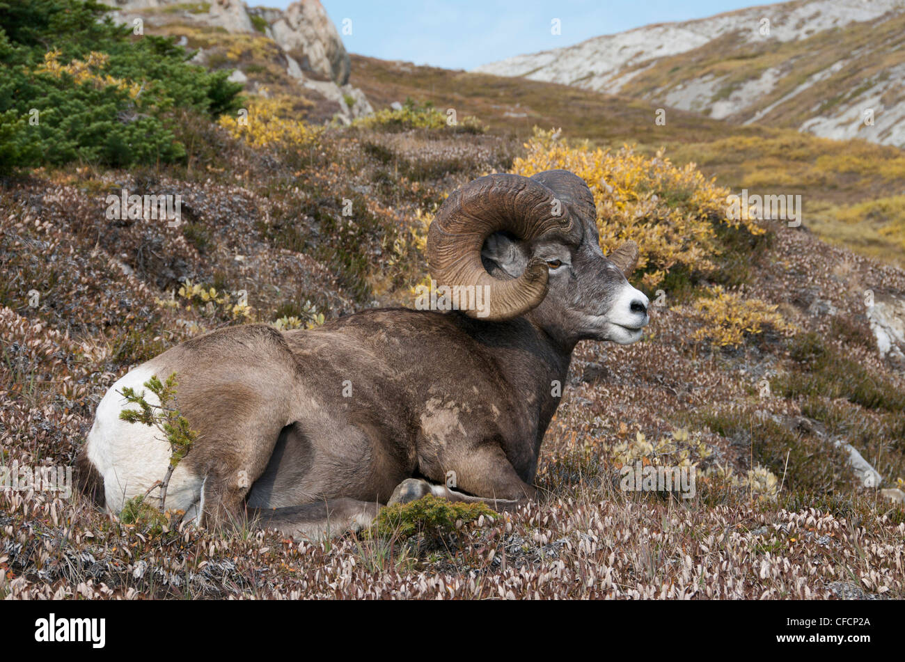 Bighorn Sheep Ram (Ovis canadensis) resting on alpine mountaintop ...