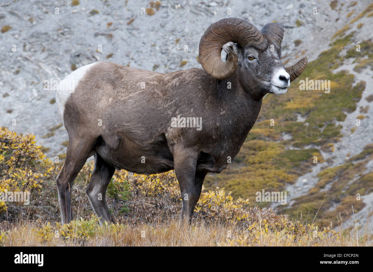 Bighorn Sheep Rams (Ovis canadensis) standing on alpine mountaintop ...