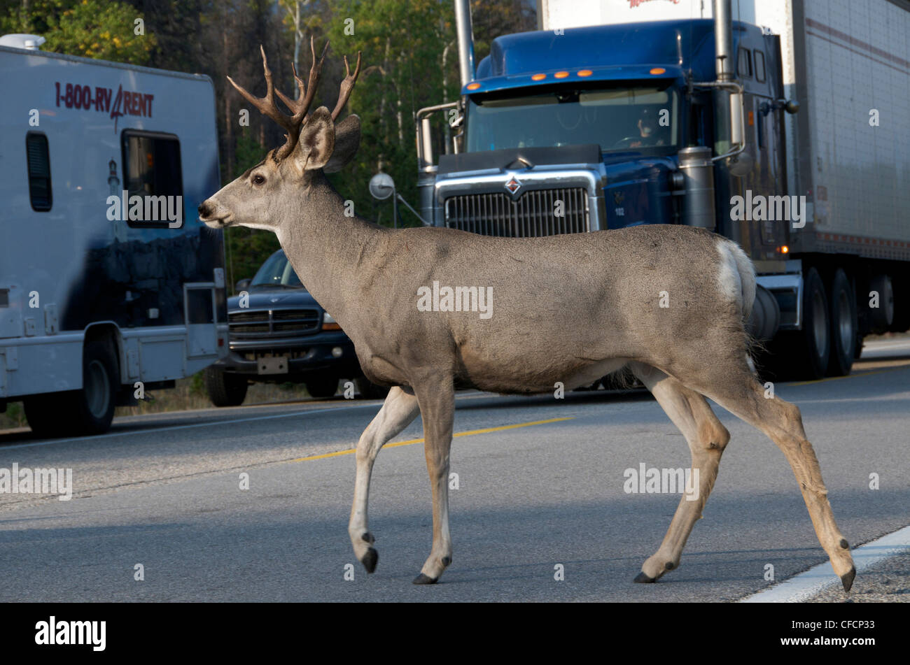 Mule deer buck (Odocoileus hemionus)crossing road, stopping traffic on highway. Jasper National Park, Alberta, Canada. Stock Photo