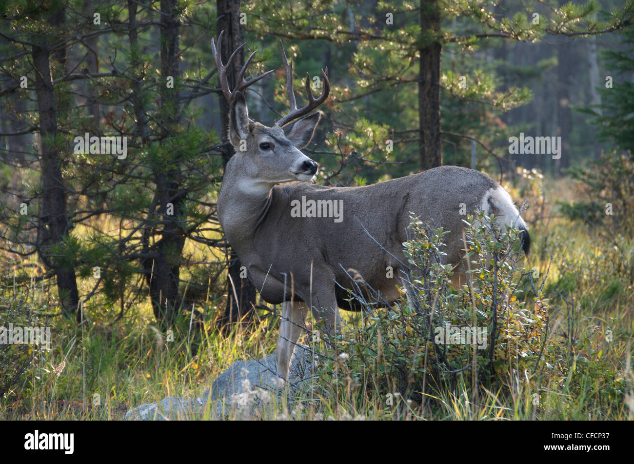 Mature Mule deer buck (Odocoileus hemionus) in forest clearing. Jasper National Park, Alberta, Canada Stock Photo