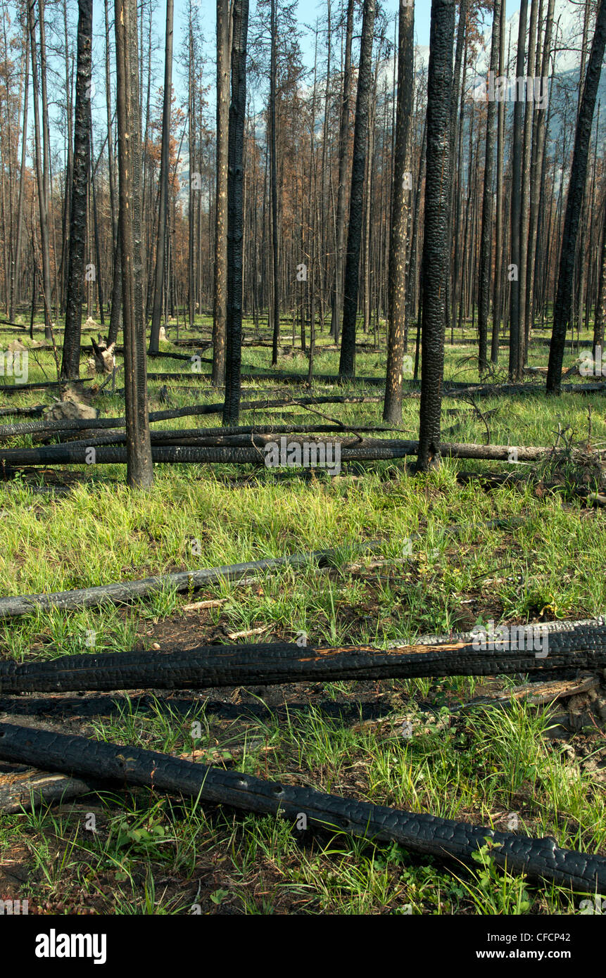 2008 Forest Fire aftermath, Burnt Pine Trees, Jasper National Park, Alberta, Canada Stock Photo
